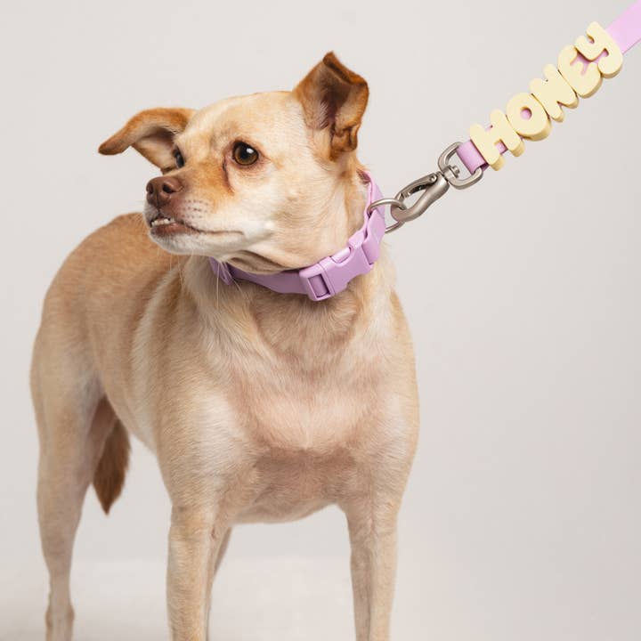 Springland Pets - Wholesale Pet Collar Charm - Cat/Dog - Silicone Dog Charms Personalize Pet Collar (63 Pack Assort)8