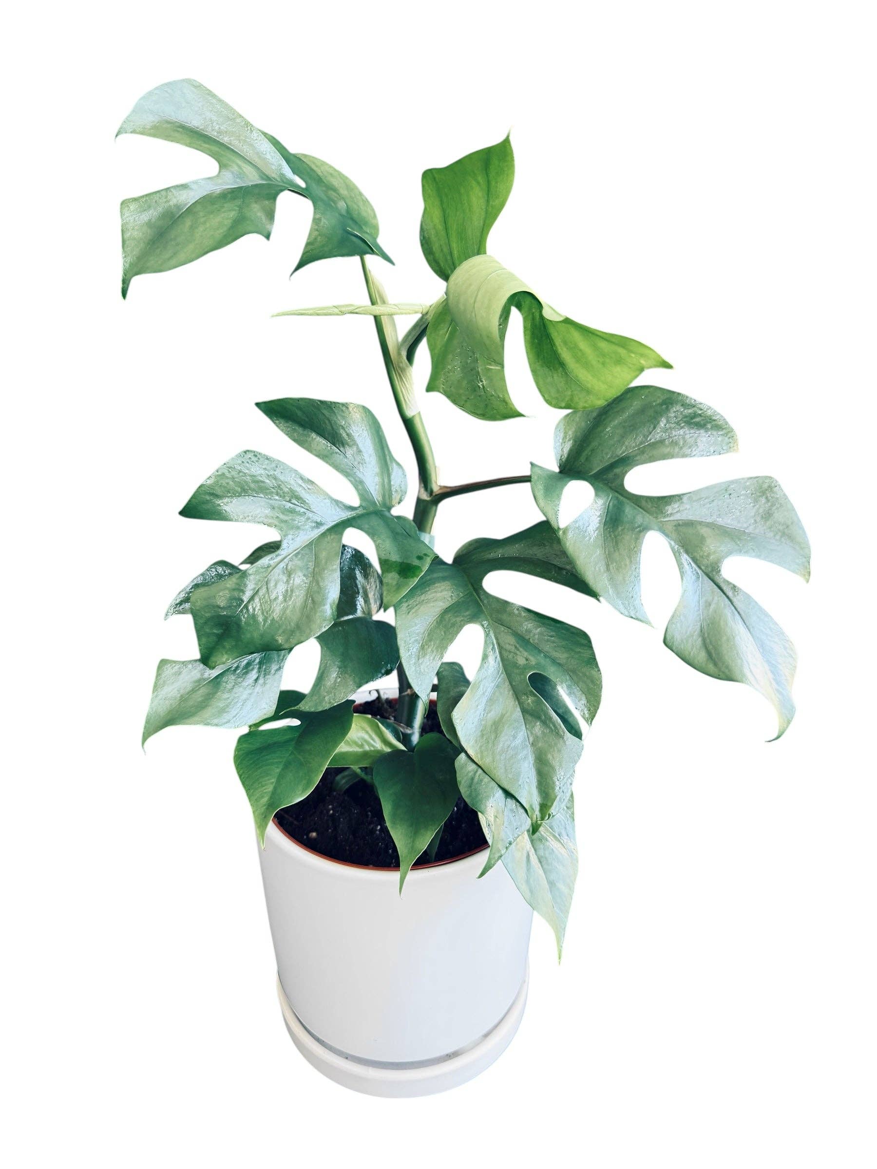 Plant Vault - Wholesale Live Plant - Blue Steel Monstera