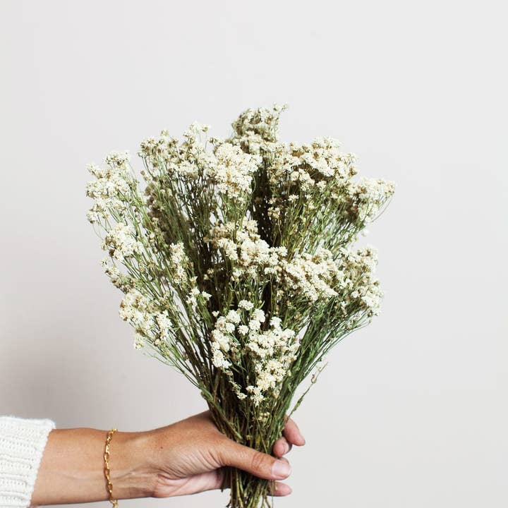 Idlewild Floral Co. - Wholesale Dried/Pressed Flowers - Dried Pearl Achillea