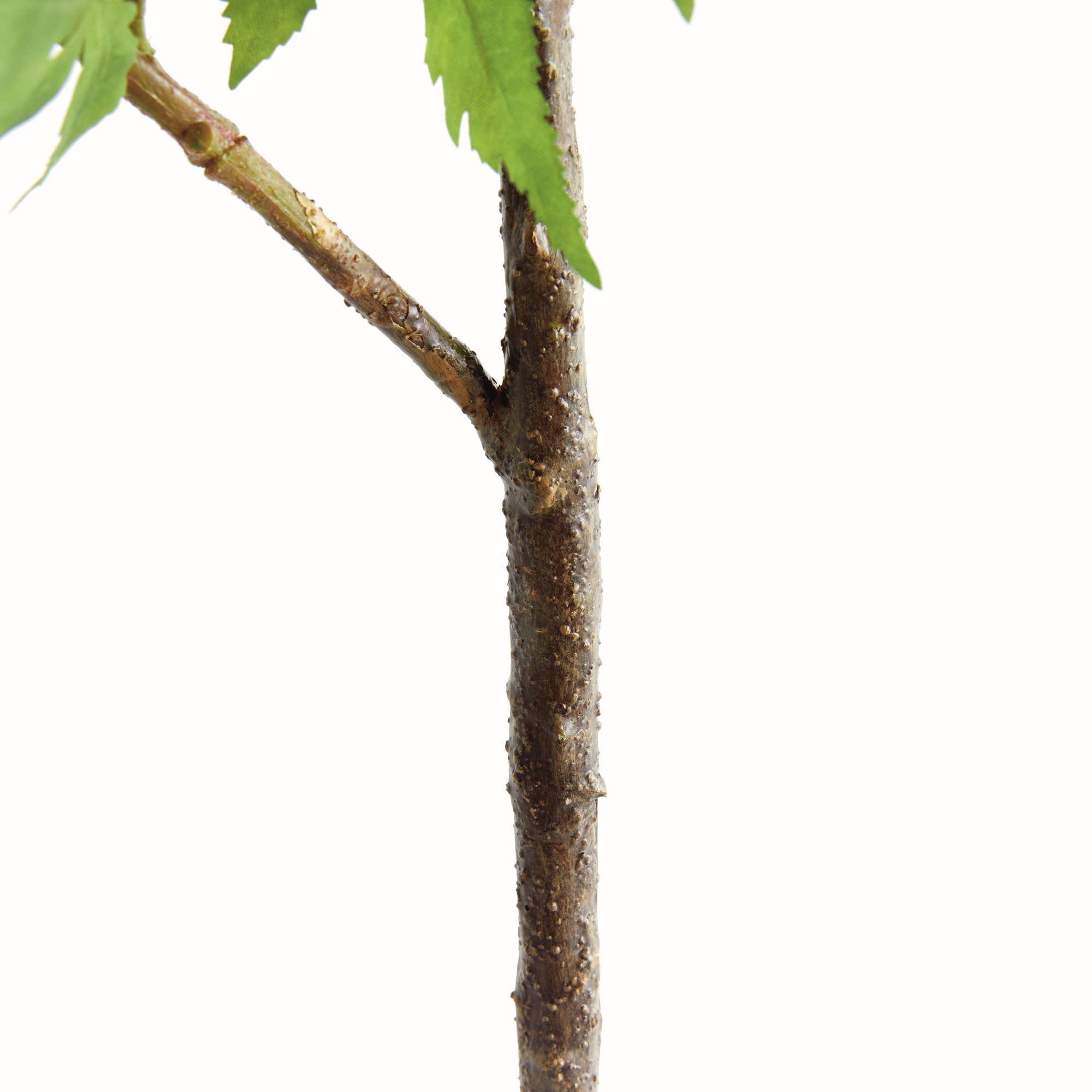 Vert Spray à l'érable 71 po en vente sur Faire3