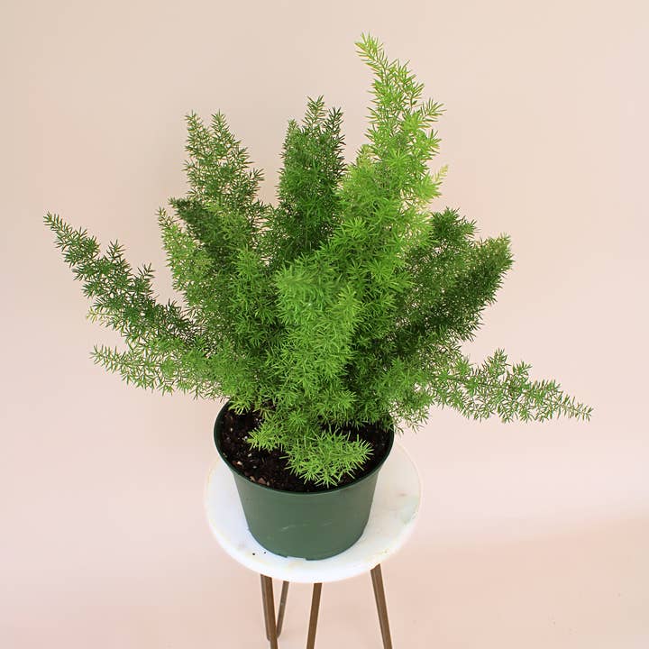 Hidden Valley Ranch & Nursery Inc - Wholesale Live Plant - 6" Foxtail Fern: Asparagus Densiflorus ‘Meyeri’ 0