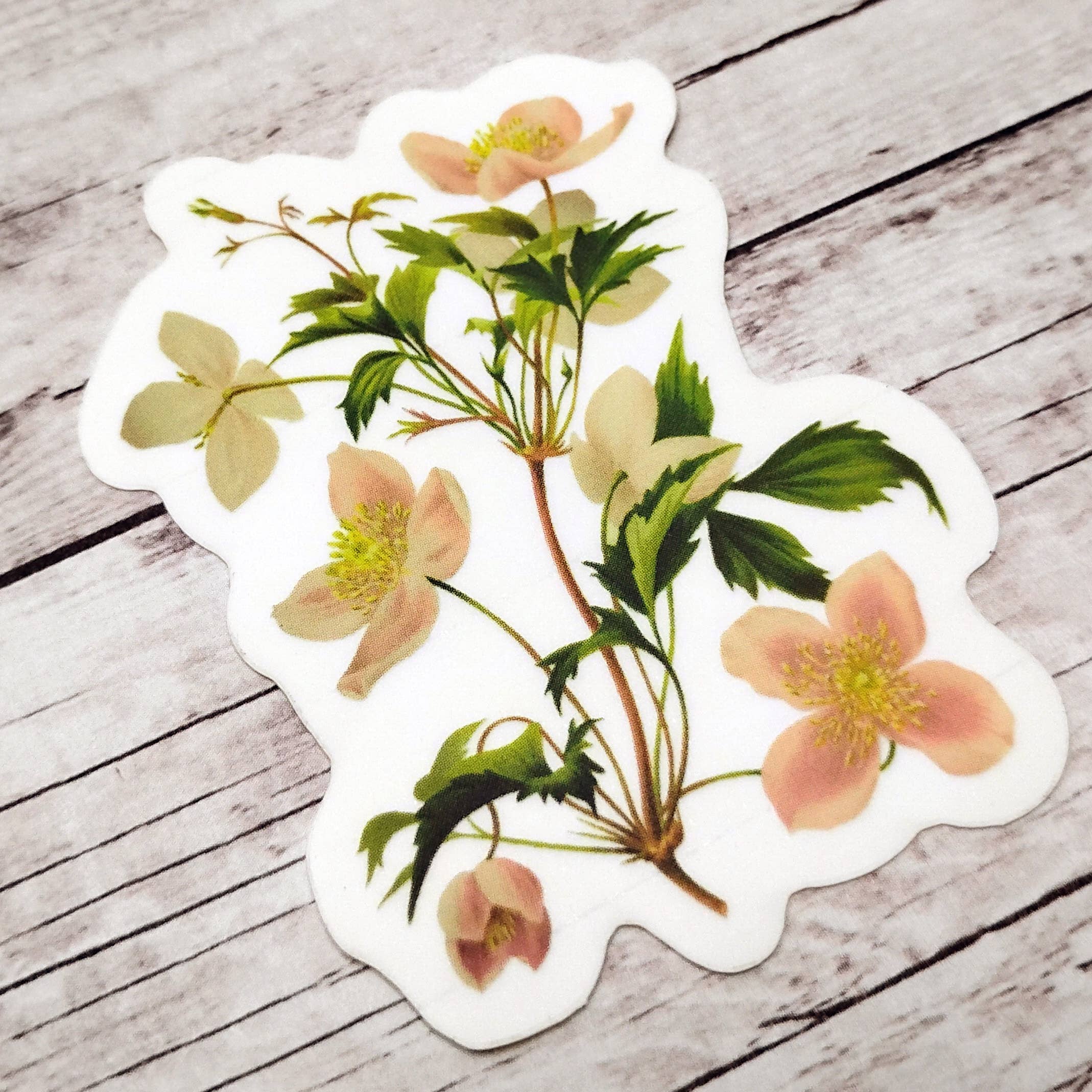 Fable & Fen, LLC - Wholesale Sticker - Clematis Sticker1