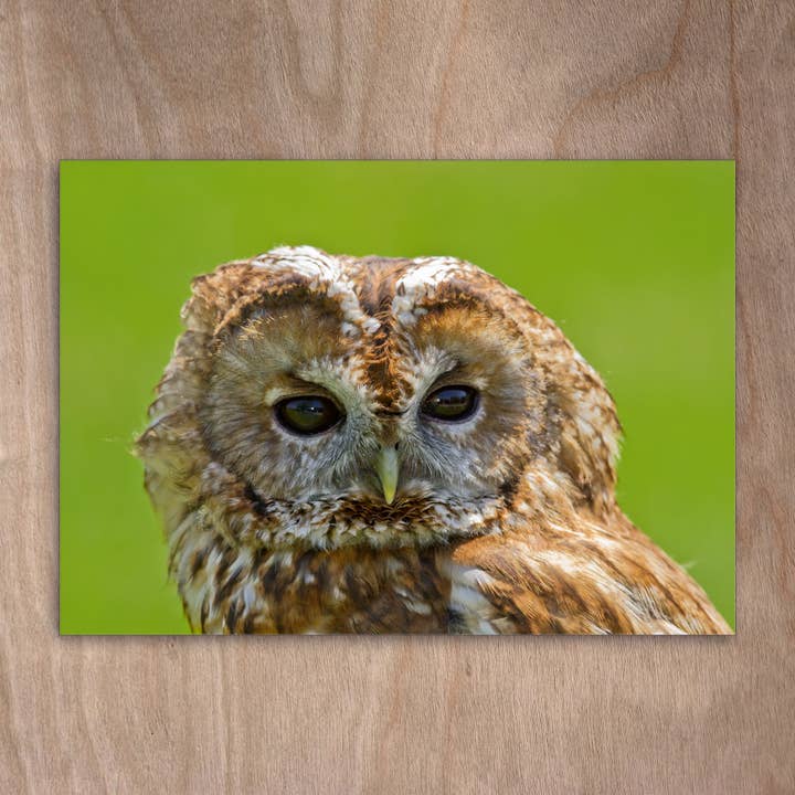 Cartolina Eye0303 Gufo Uccello per la vendita all'ingrosso da parte di eye-comm