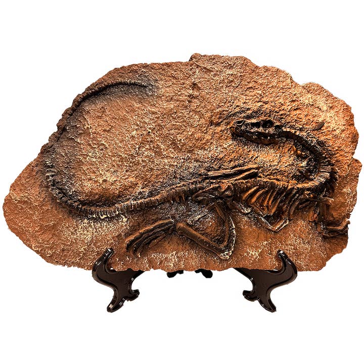 Texas Toy Distribution - Wholesale Decorative Figurine - Dinosaur Prehistoric Skeleton Plaque w/ Holder, 4 Dinosaurs