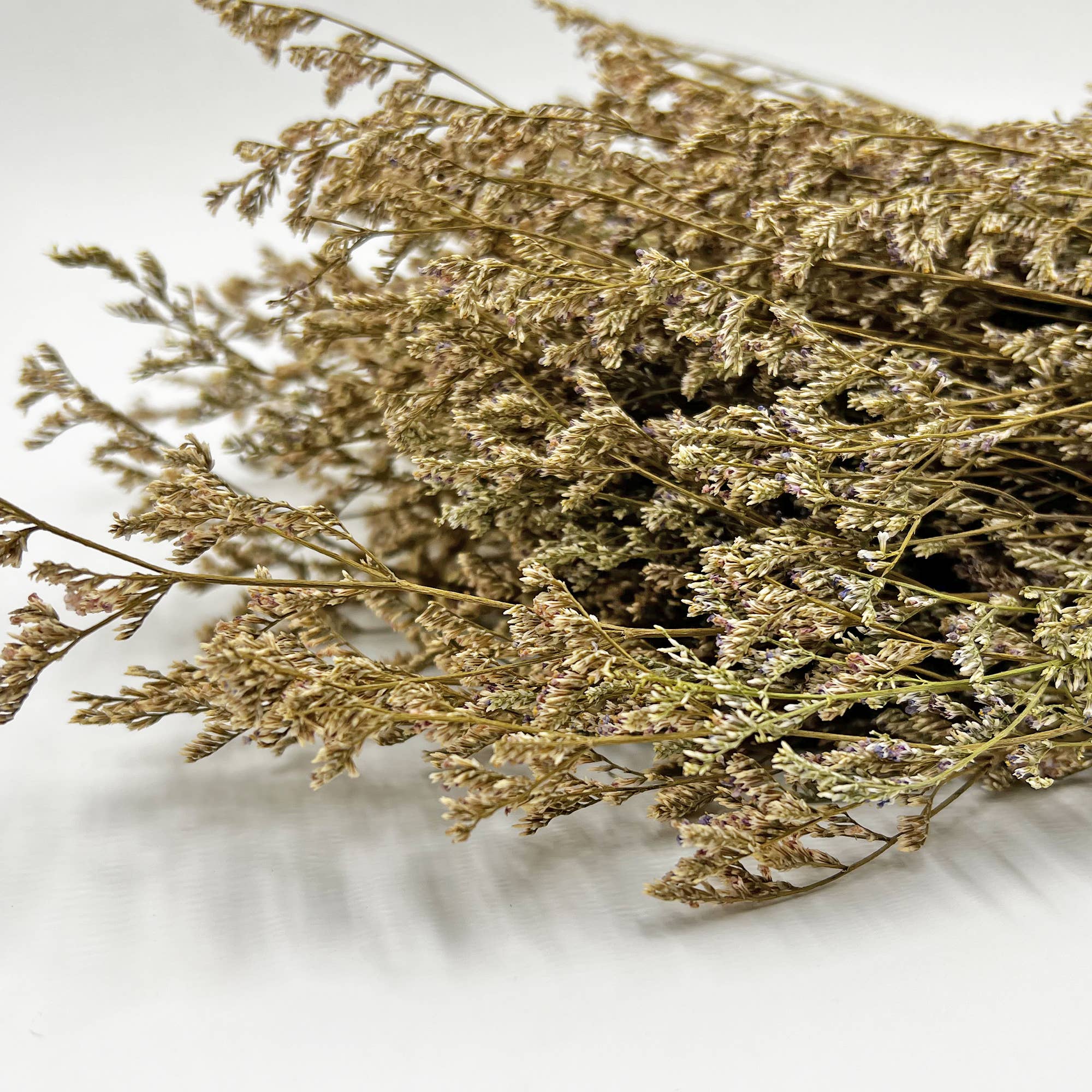 2626 Designs - Wholesale Dried/Pressed Flowers - Dried Preserved Valentin Grass Bouquet 21" Multiple Colors20