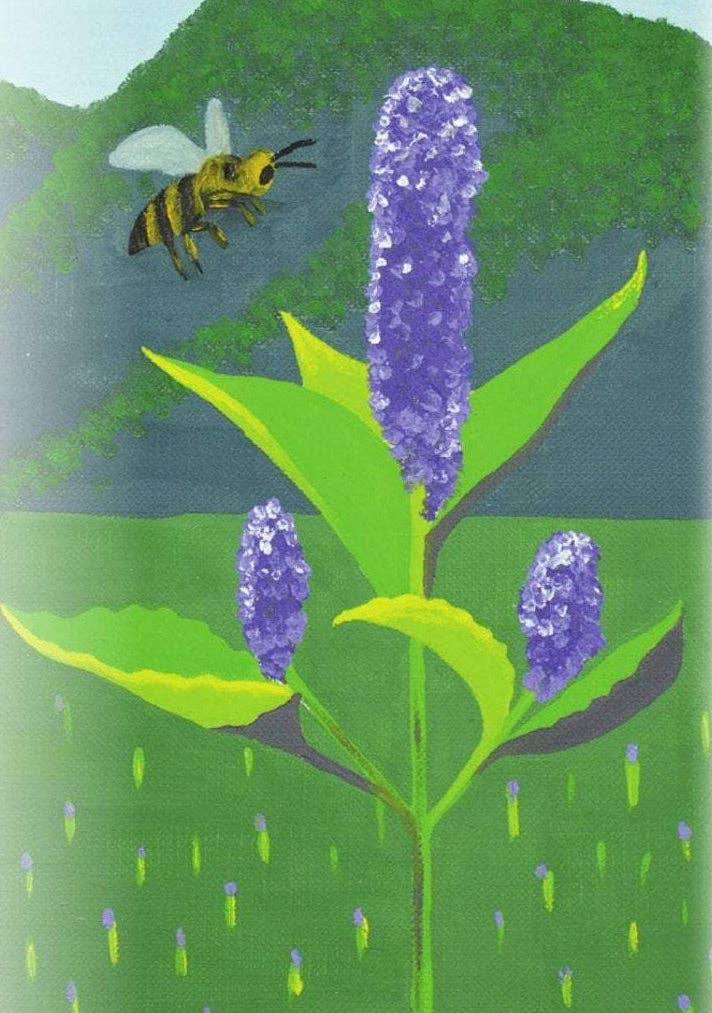 Sow True Seed - Wholesale Plant Seeds - Anise Hyssop Seeds1