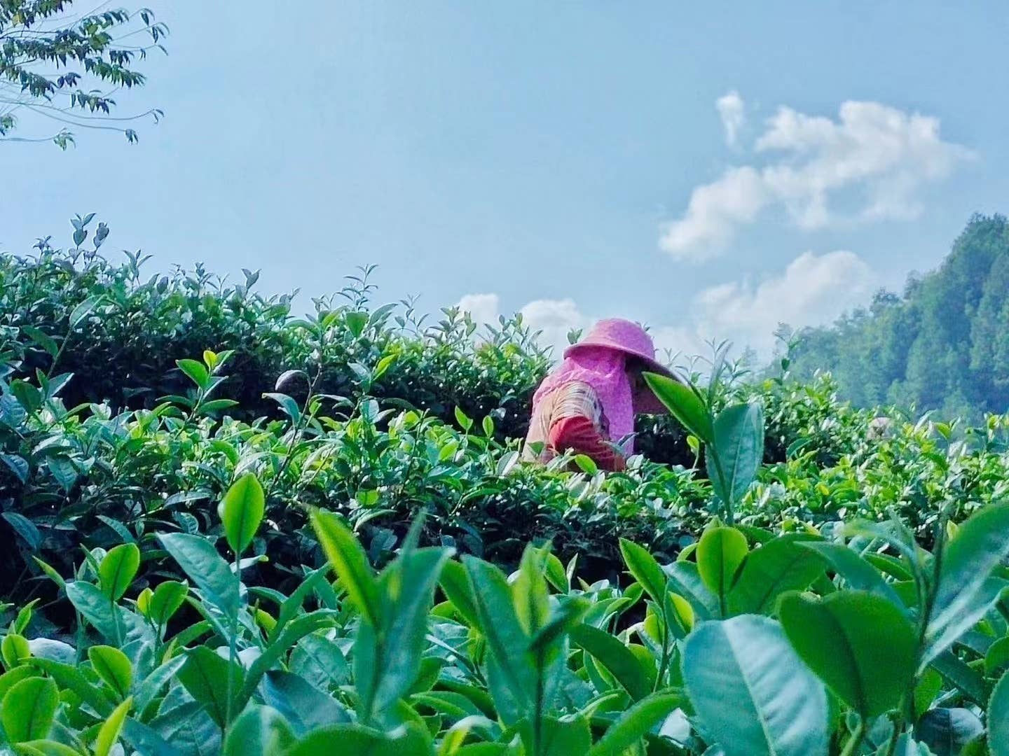 NIUKA Tea & Botanicals - Wholesale Loose Tea - Oolong Tea (green): Golden Jade3