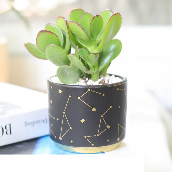 Best Plant Friend - Wholesale Plant Pot - 3" Celestial Pot - Succulent Planters For Small Spaces