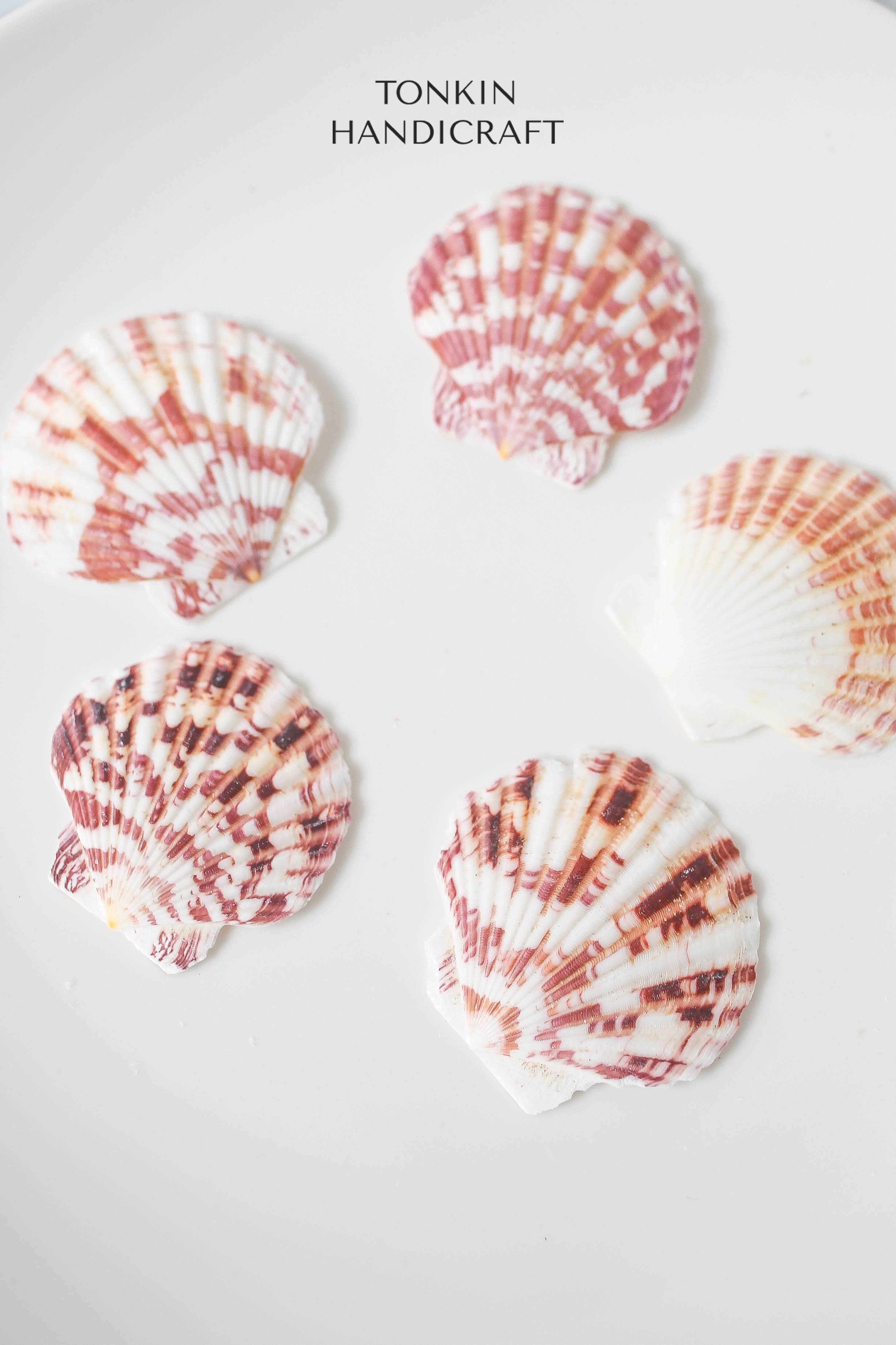 Tonkin Handicraft - Wholesale Decorative Tabletop Object - Natural Scallop Shells8