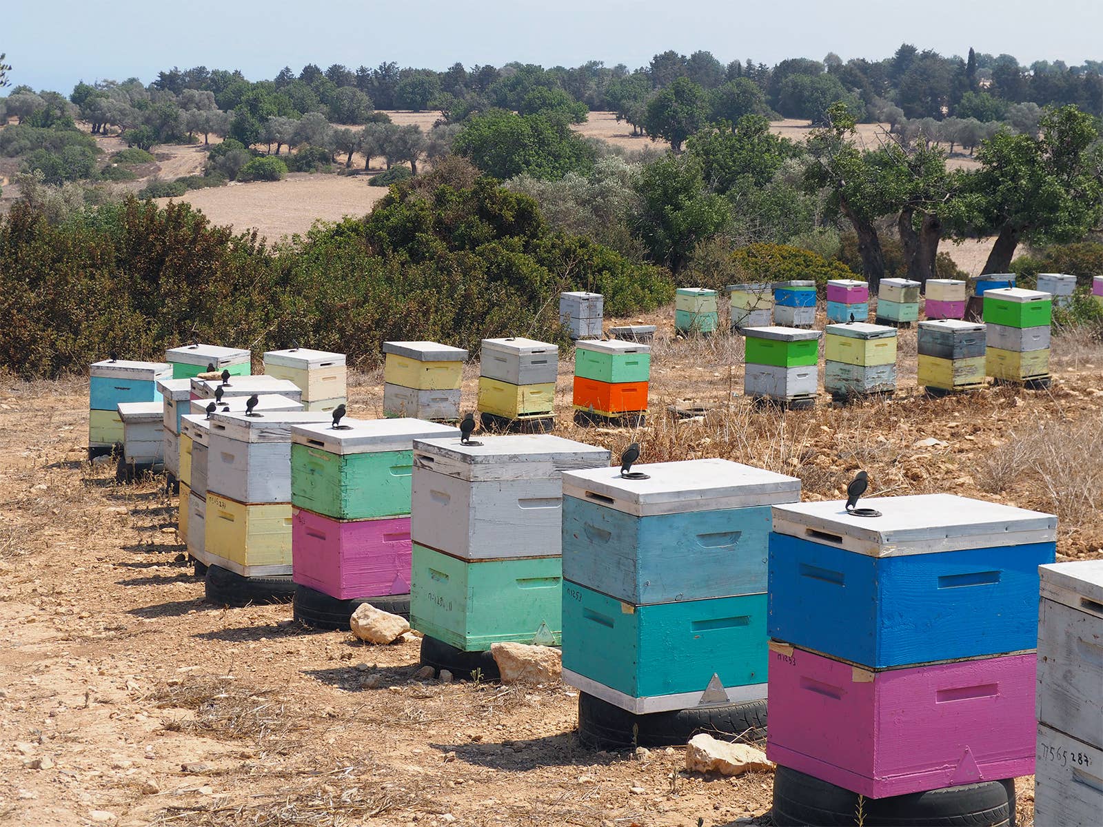 Mellona – Großhandel Honig – Ungefilterter natürlicher Rohhonig, 250 g6