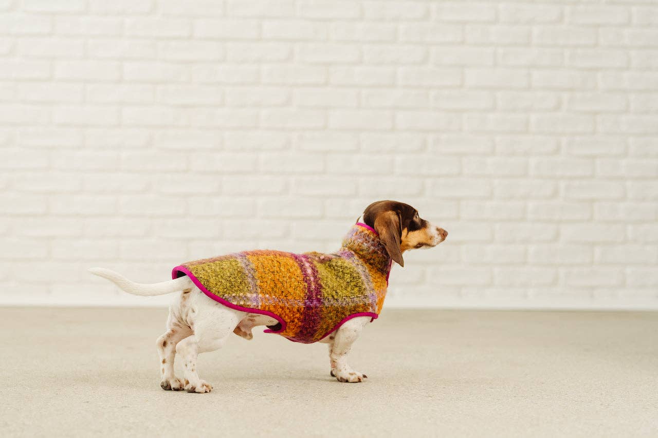 Dachshund Couture - Vendita all'ingrosso Cappotto - Cani - Cappotto invernale Degas per bassotto3