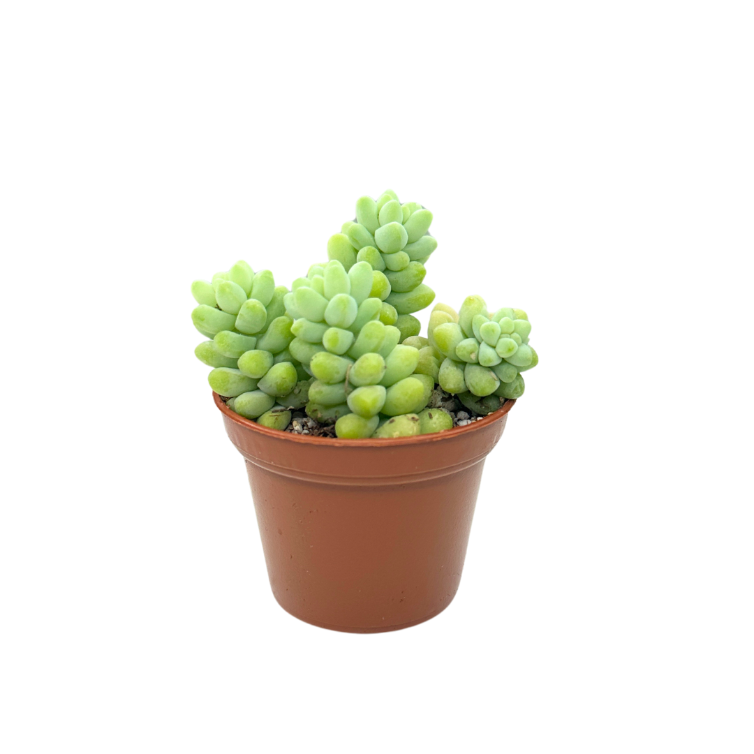Flow State - Wholesale Live Plant - 2" Donkey Tail (Sedum morganianum) – Burro's Tail Succulent 2