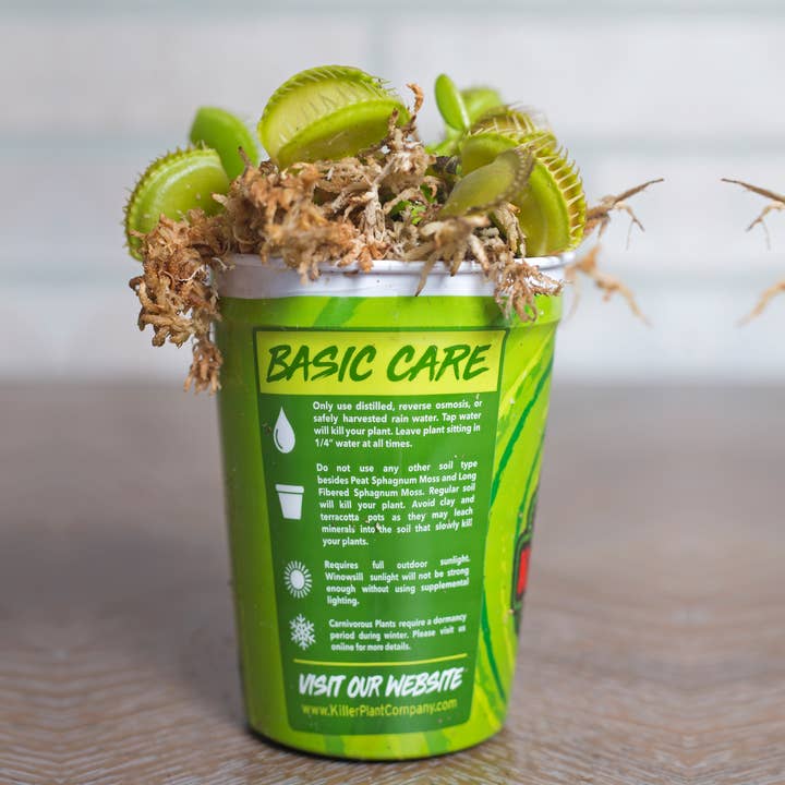 Killer Plant Company - Wholesale Live Plant - Venus Fly Traps w/ Humidity Dome