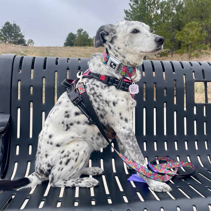 NATPAT - Wholesale Pet supplement – Cat/dog - NATPAT Dog Training Aid Stickers: Natural Pet Care Patches6