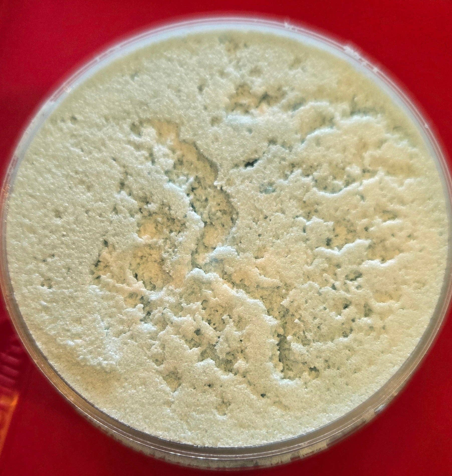 Bear Ridge Essentials - Wholesale Body Scrub/Exfoliant - Whipped Sugar Scrubs (Online Only- Buy 3 for $30)(Discounts on Discontinued Scents)20