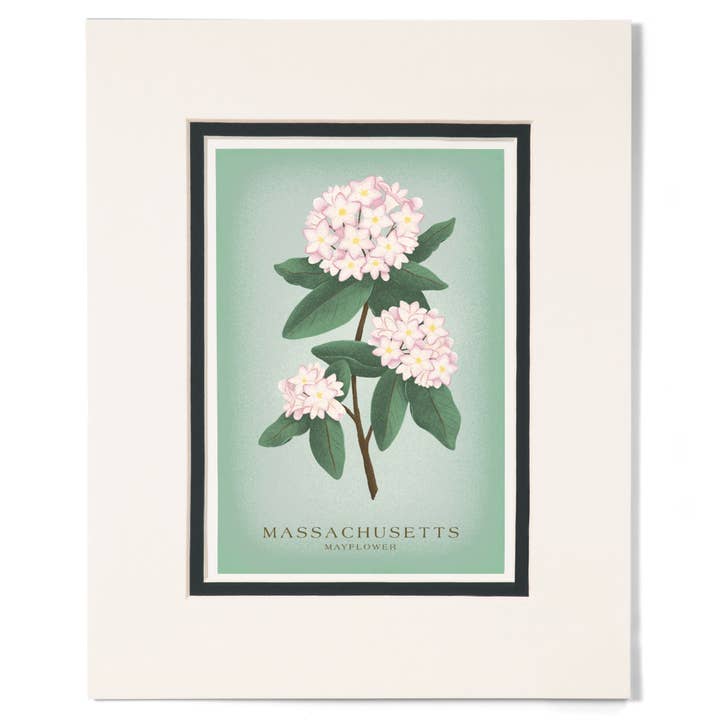 MATTED PRINTS Massachusetts, Vintage Flora, Mayflower for wholesale by Lantern Press