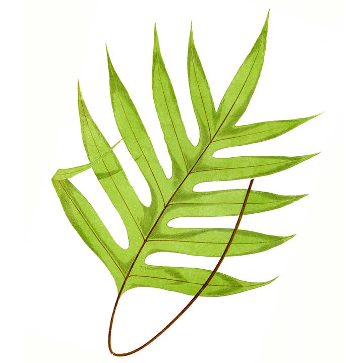 Floral/Nature/ English Fern Hand Towel/White for wholesale by Ox Bow Decor