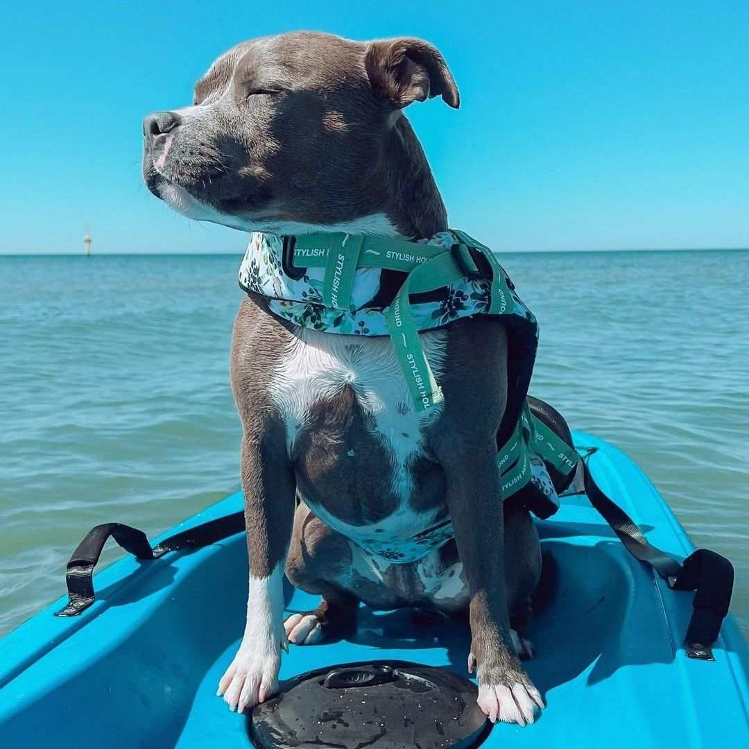 Stylish Hound – Großhandel Haustierjacke – Hund – Evergreen Schwimmweste für Hunde6