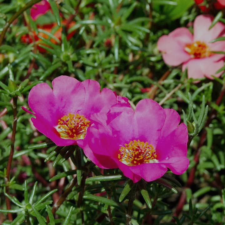 BerlinGreen - Wholesale Plant Seeds - purslane