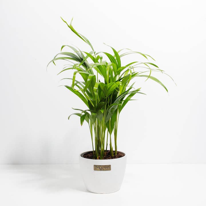 Lively Root - Wholesale Live Plant - Areca Palm Indoor Tree11