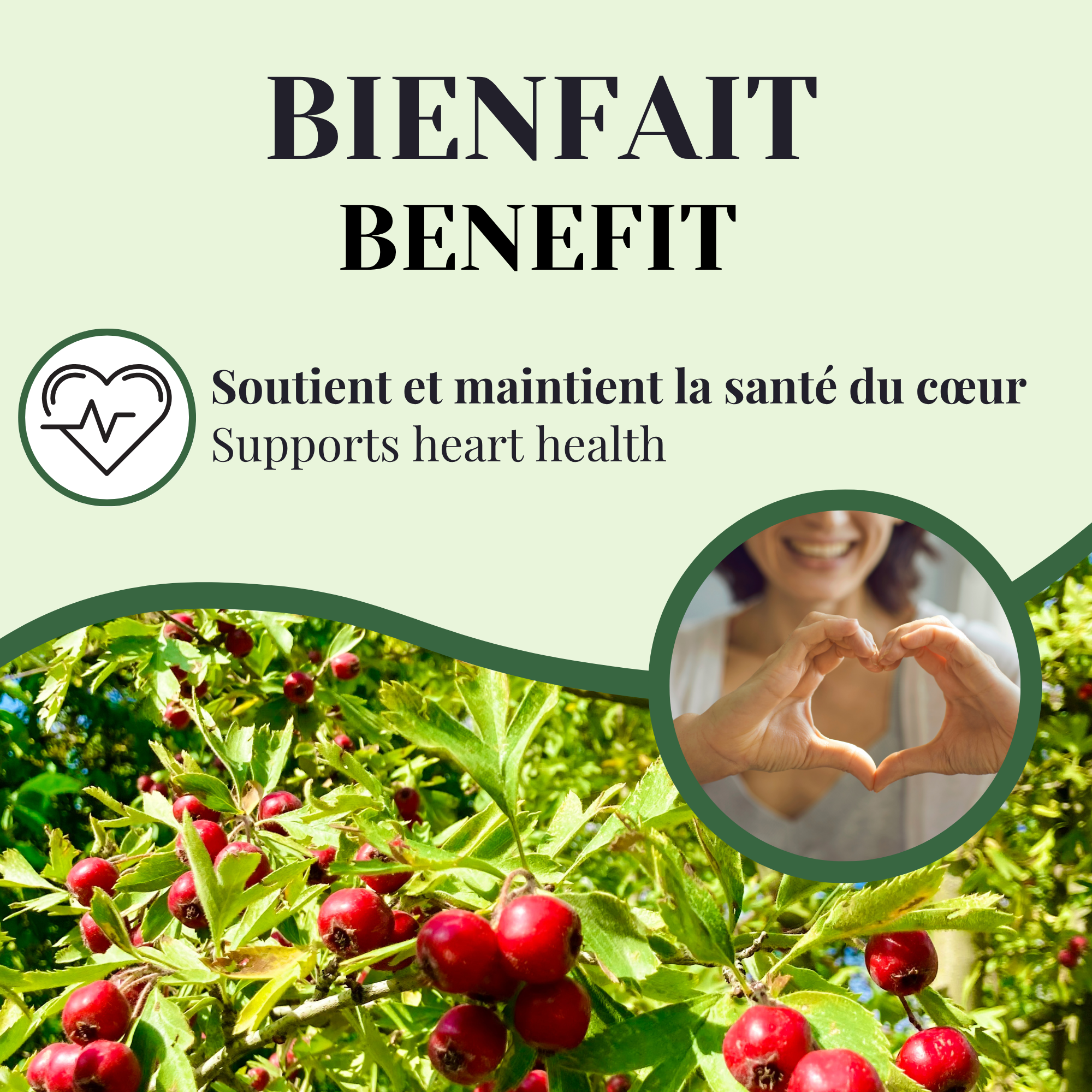 REMOVED BRAND - Wholesale Health/Detox Tea - Hawthorn | Cardiovascular Health | 50 Sachets1