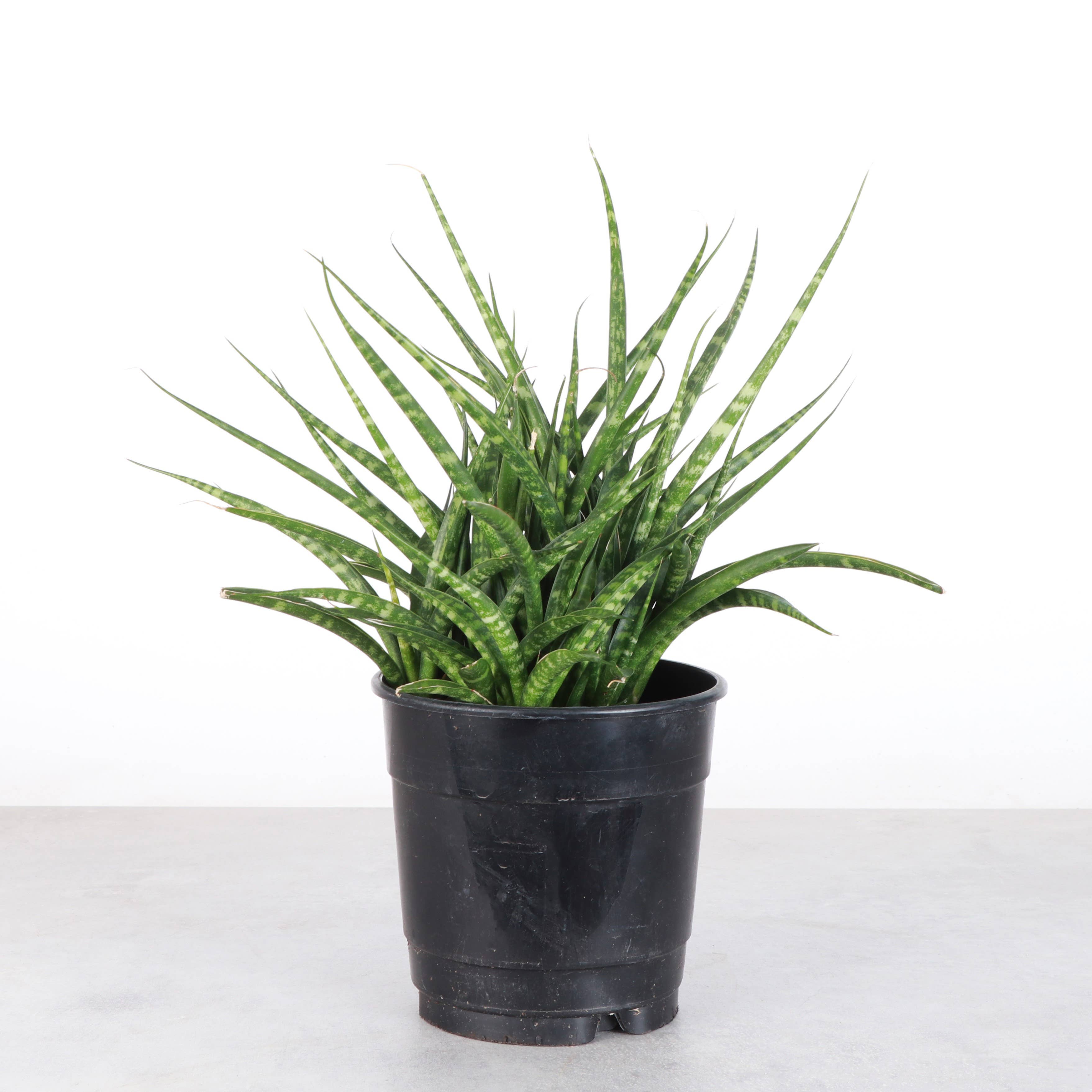 Thorsen's Greenhouse - Wholesale Live Plant - Sansevieria Fernwood - Live Plant6