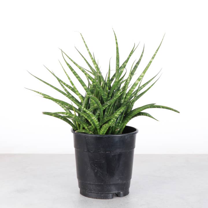 Thorsen's Greenhouse - Wholesale Live Plant - Sansevieria Fernwood - Live Plant6
