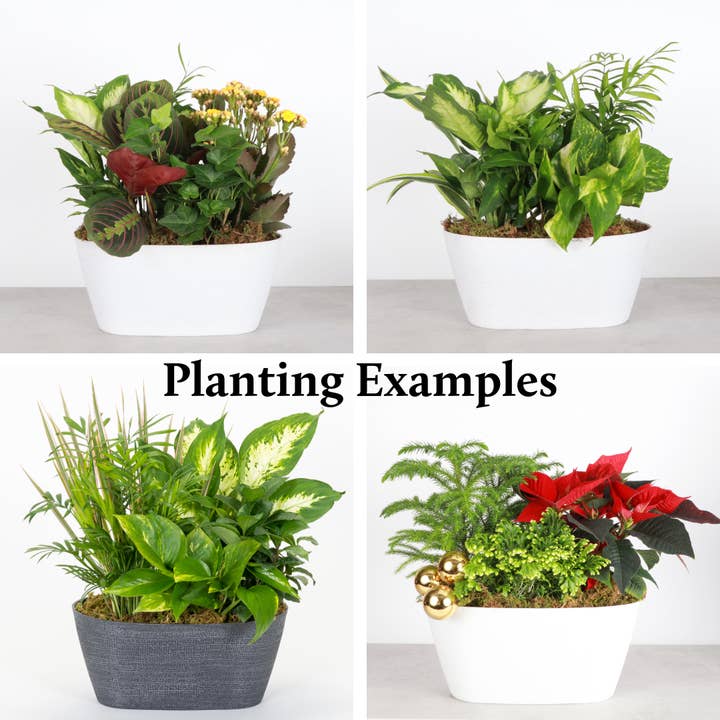 Thorsen's Greenhouse - Wholesale Plant Pot - Oval Planter - Plastic - 11" Long