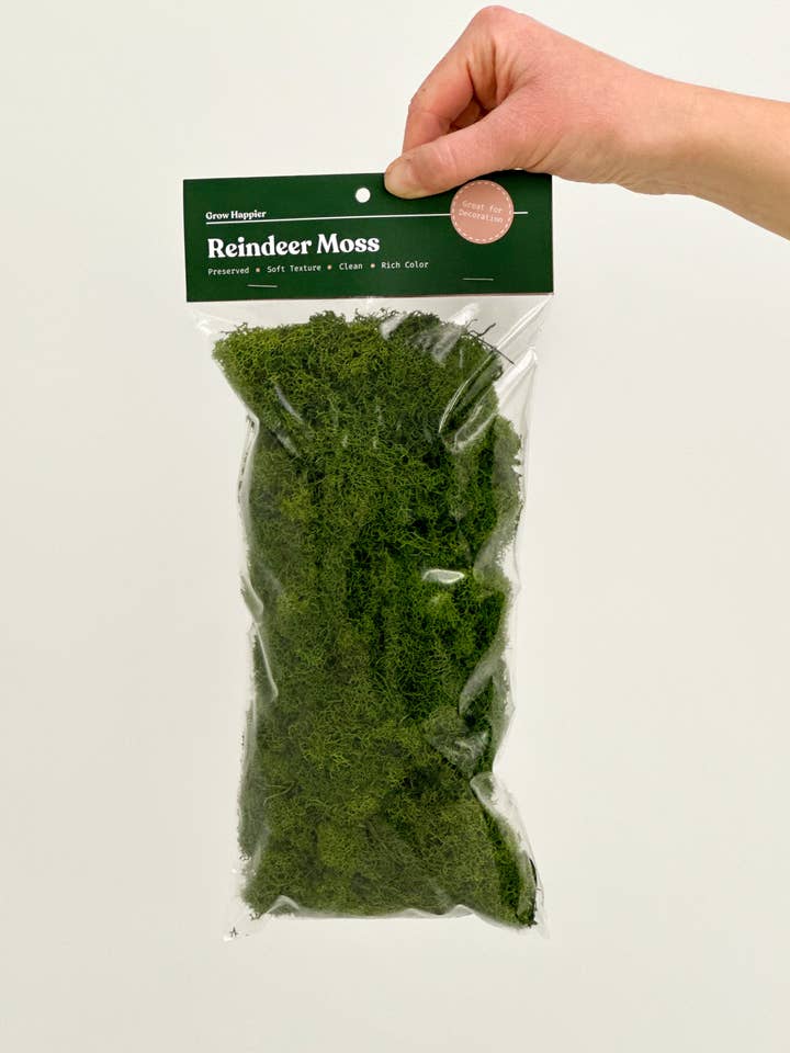 Terrarium Moss - Preserved Dried Reindeer Moss 90g Bag for wholesale by The Plant Supply