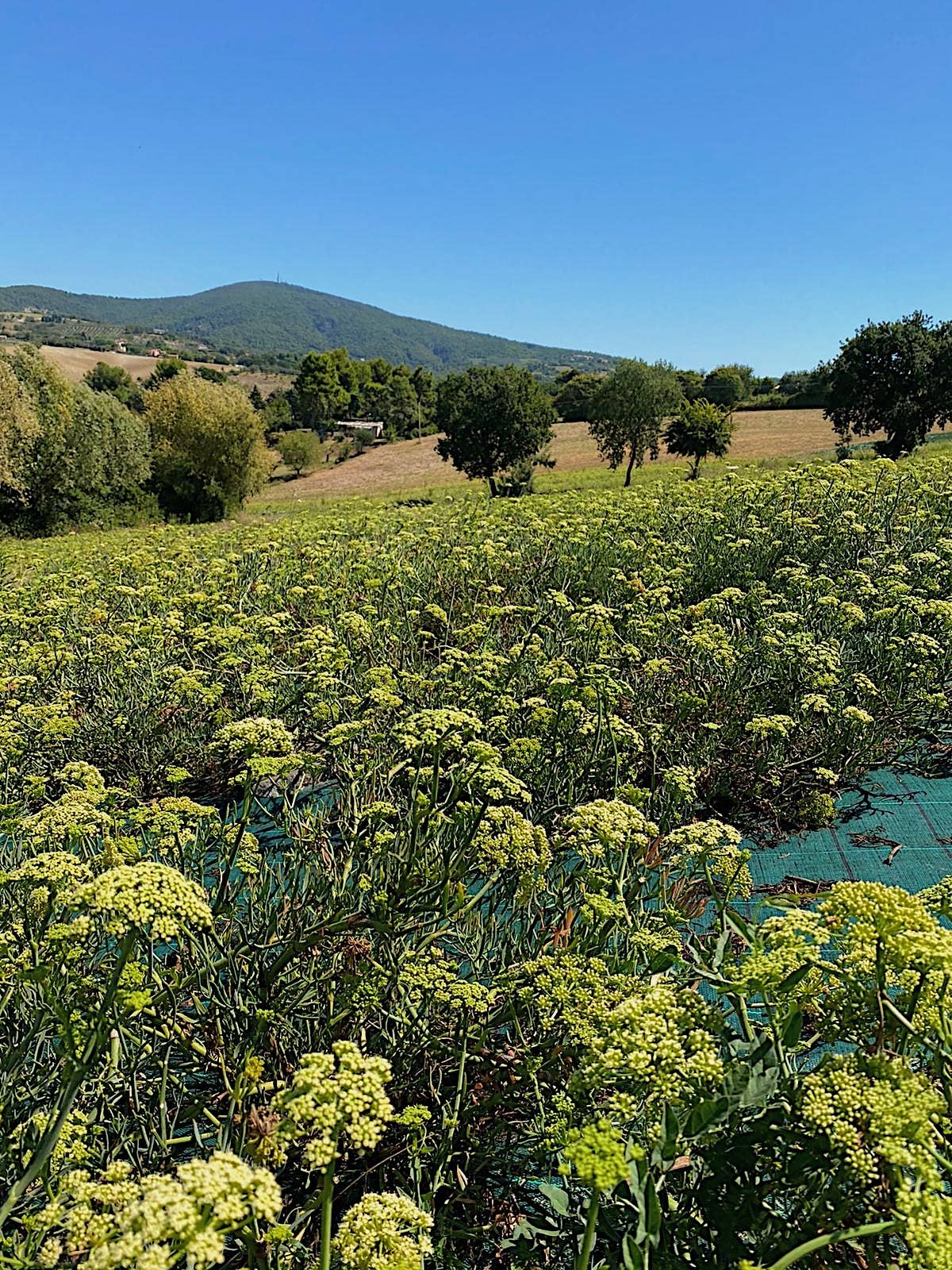 Rinci - Wholesale Pickled Vegetables - Paccasassi del Conero in extra virgin olive oil2