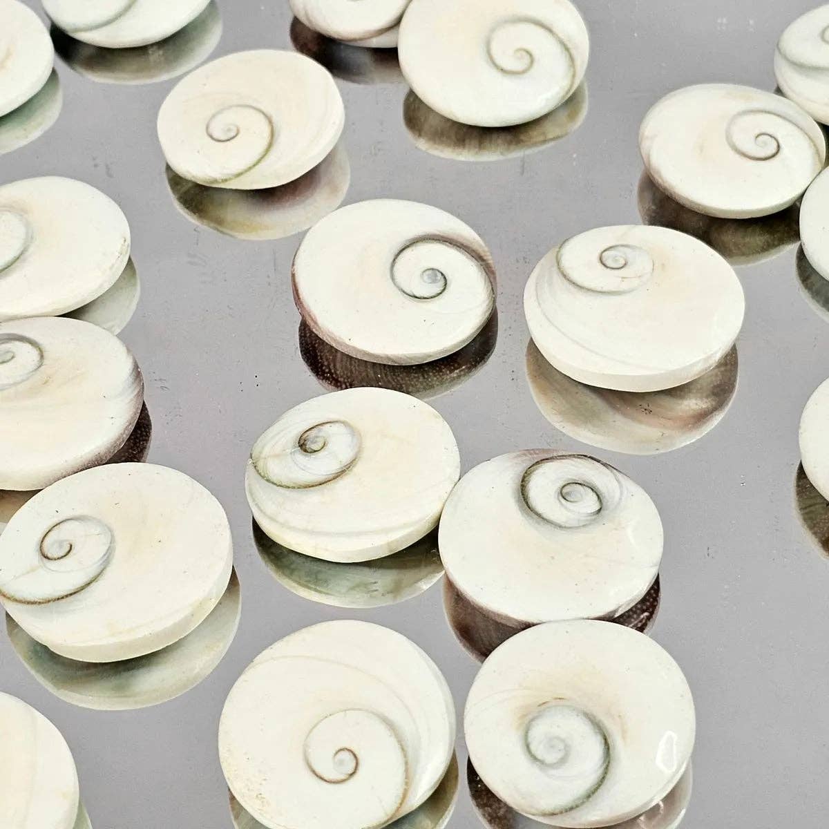 Distinction Crystals – wholesale Spiritual stone/crystal – Shiva Shell Crystal1