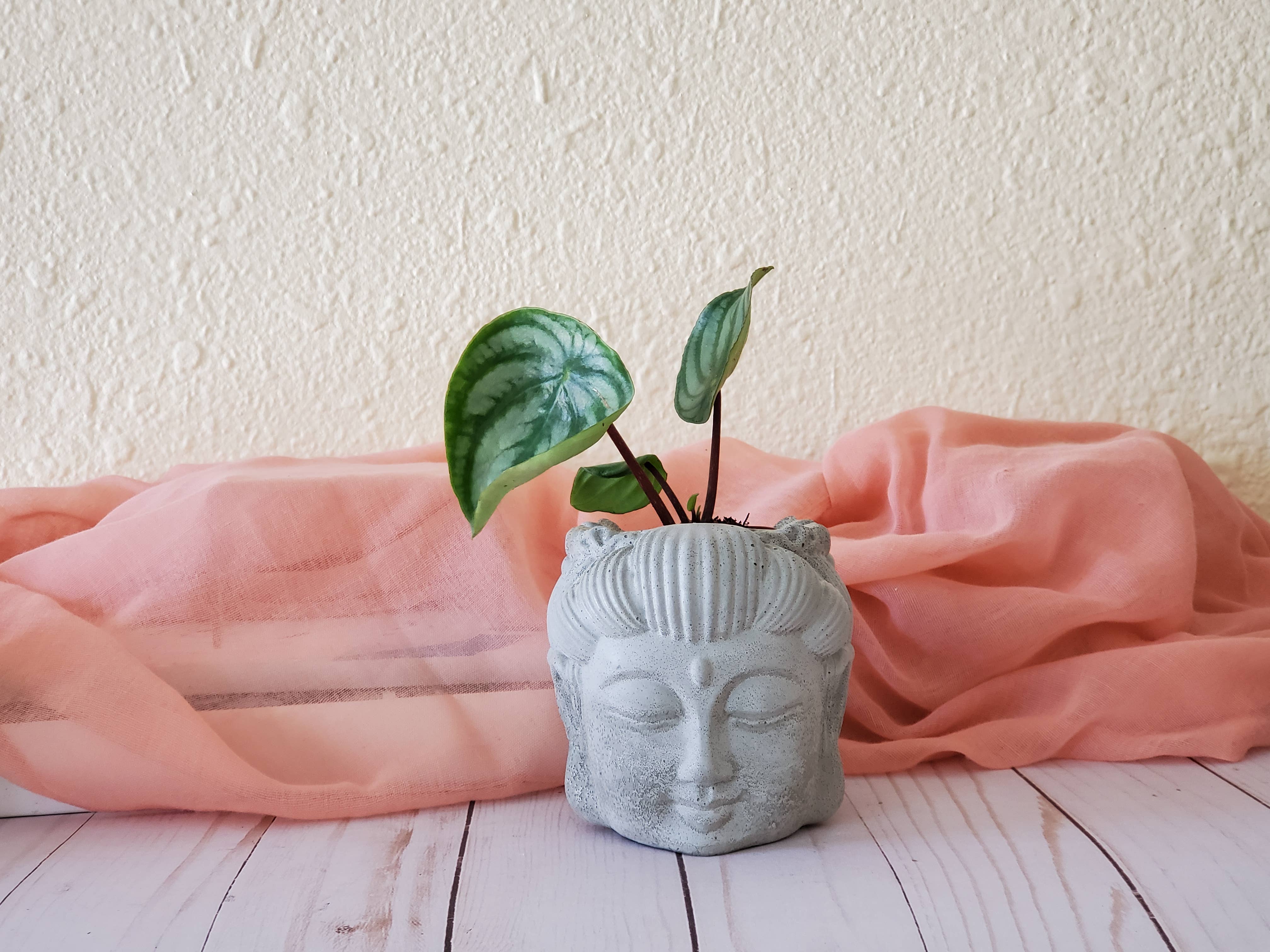 House Americana - Wholesale Plant Pot - Serenity Buddha Head Concrete Planter With Drainage4