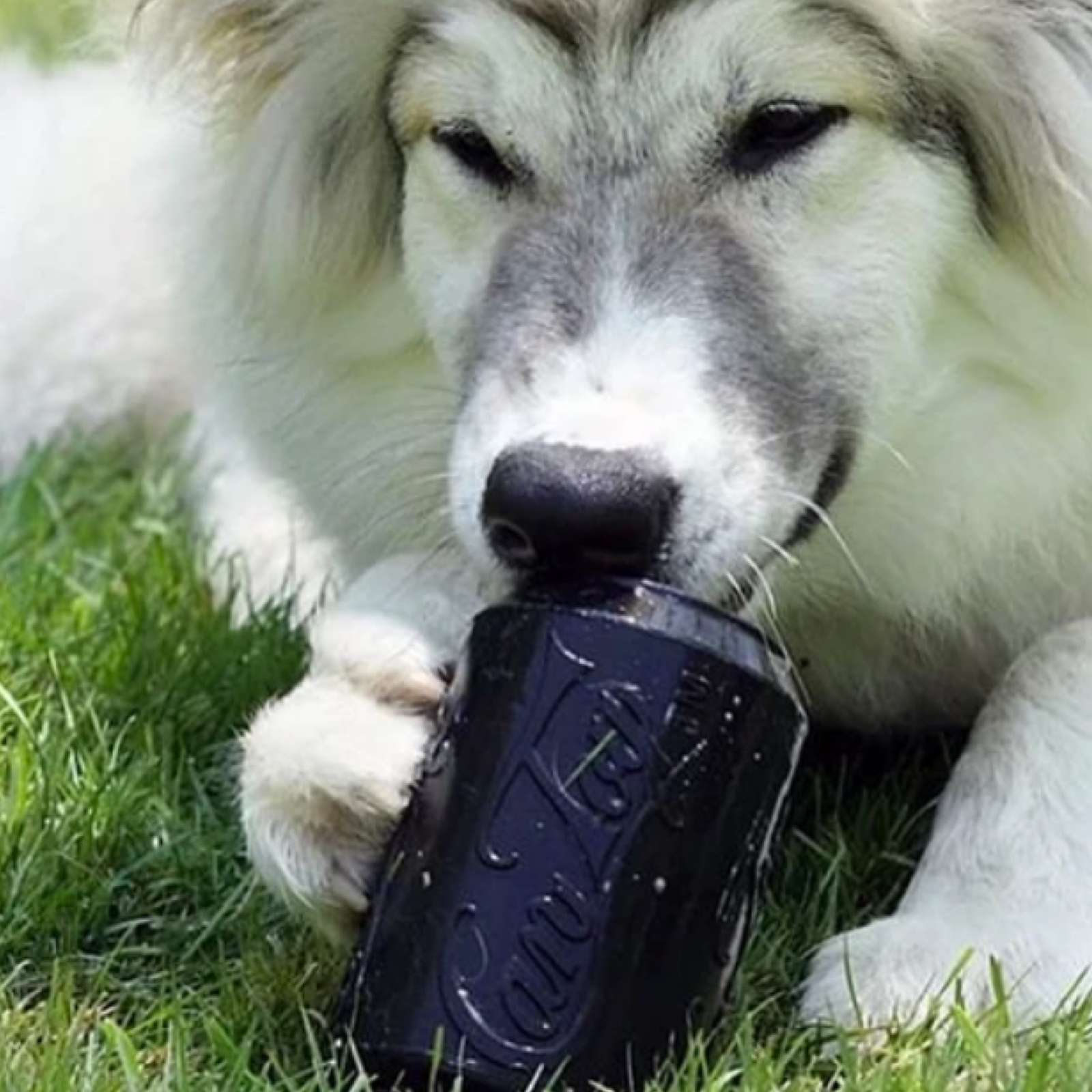 Rover Pet Products - Vendita all'ingrosso Giocattolo da masticare - Cani - Giocattolo Magnum Can (Power Chewers)7