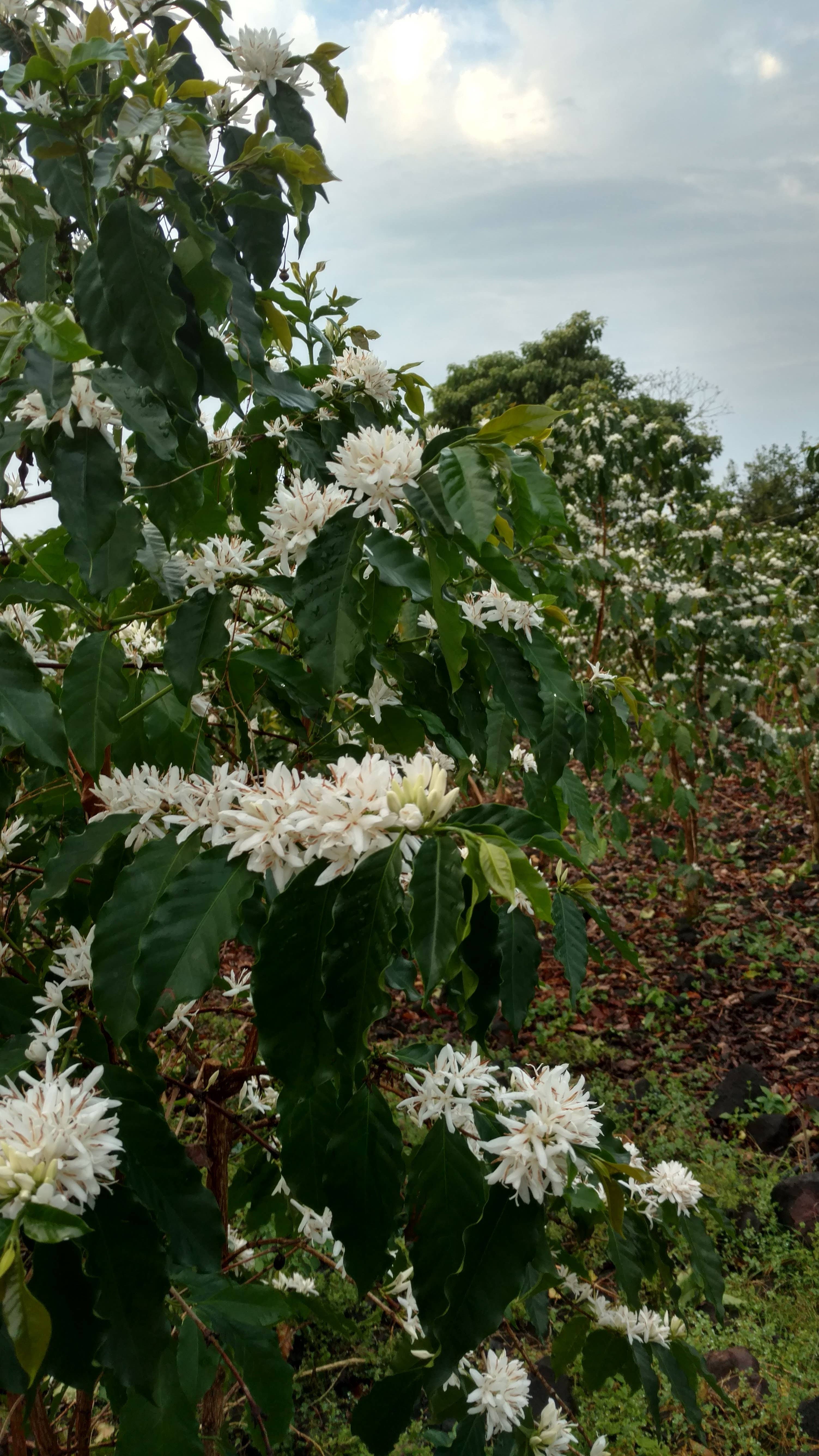 Mongoose Mountain Farm - Vente Café moulu - 100 % café Kona à servir unique sur des sacs goutte-à-goutte Med. Rôti3