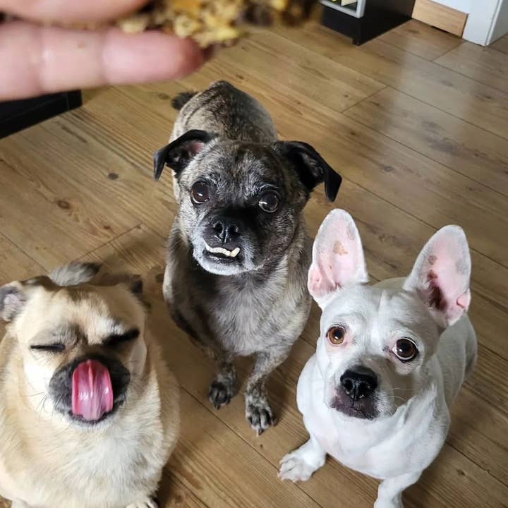 Meister Handelsmarken GmbH - Wholesale Pet Treats - Dog - DOG BREAD baking mix6