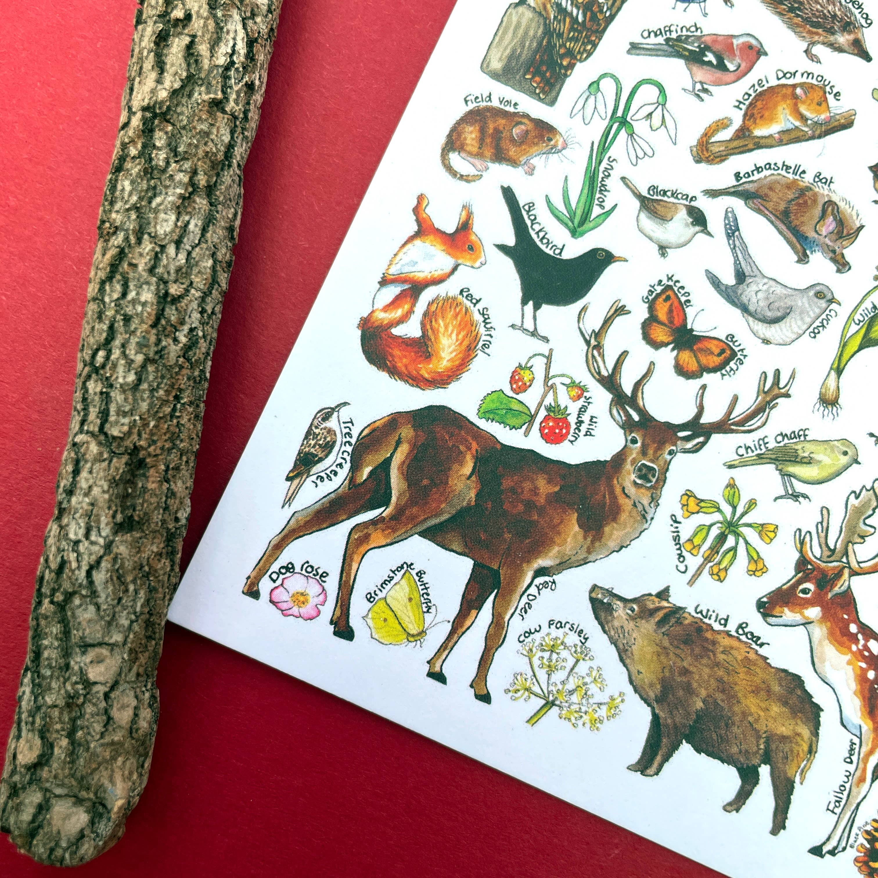 Alexia Claire Ltd - Wholesale Postcard - Woodland Wildlife of Britain Art Blank Postcard5