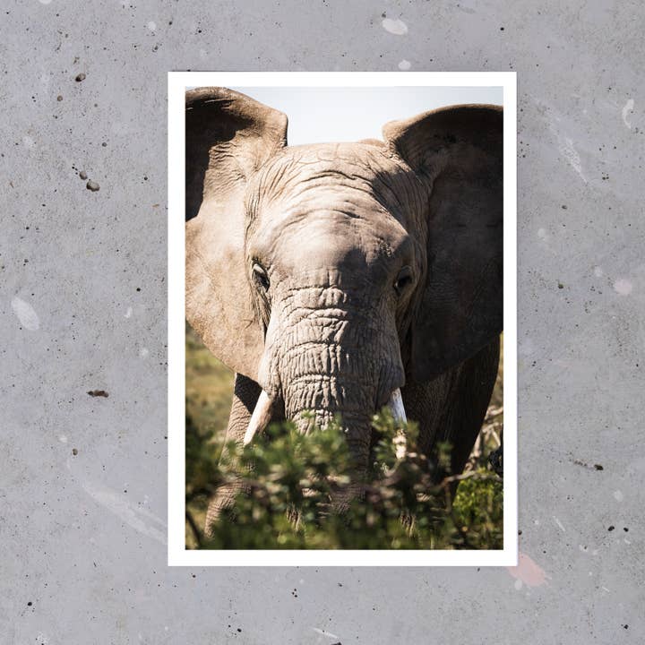 Safari de Elefantes - Cabo Ocidental, África do Sul por atacado de Posted