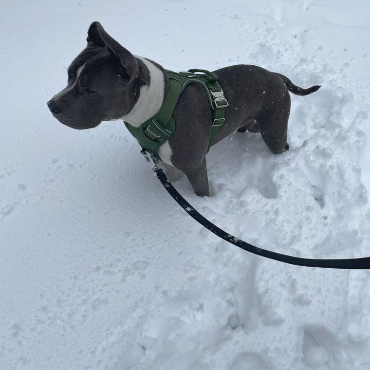 Heavy-Duty Everyday Harness - Cactus Green for wholesale on Faire2