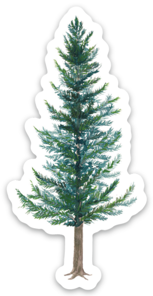 Yardia - Wholesale Sticker - Douglas Fir Vinyl Sticker - Evergreen Tree Sticker1