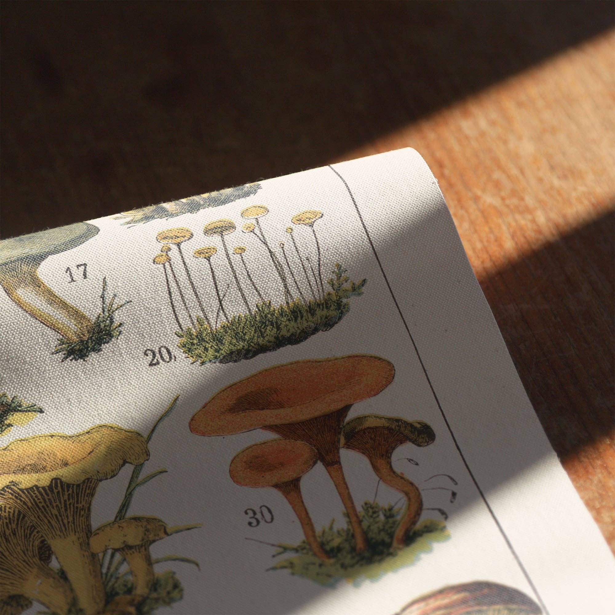 Aster Edition - Wholesale Canvas Art - Canvas: Mushrooms I3