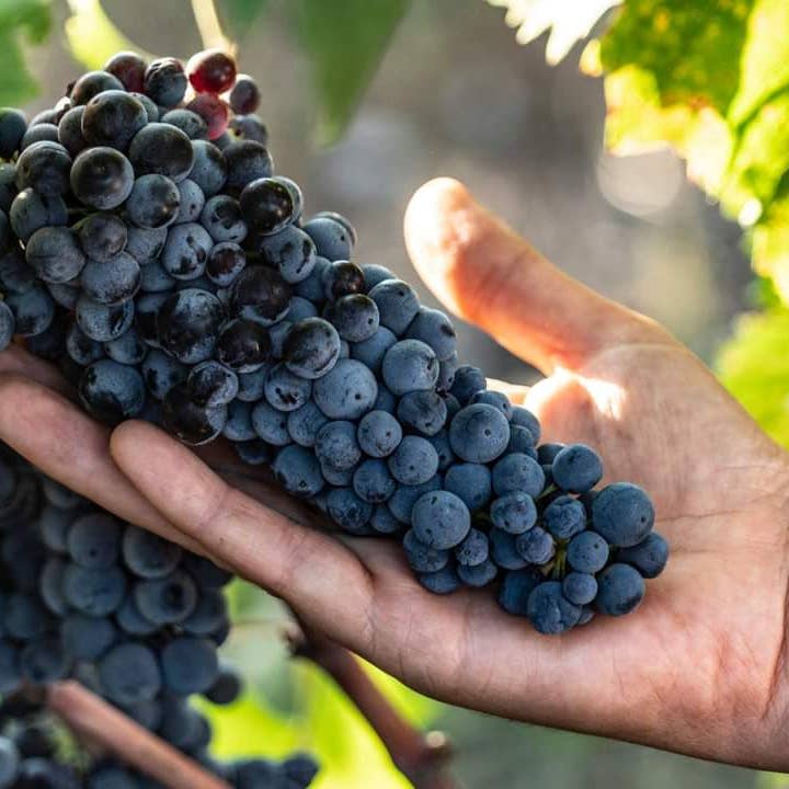 De Quarto Vitivinicoltori – Vinho tinto por atacado – Vinho tinto Dionysos Primitivo di Manduria Riserva DOP1