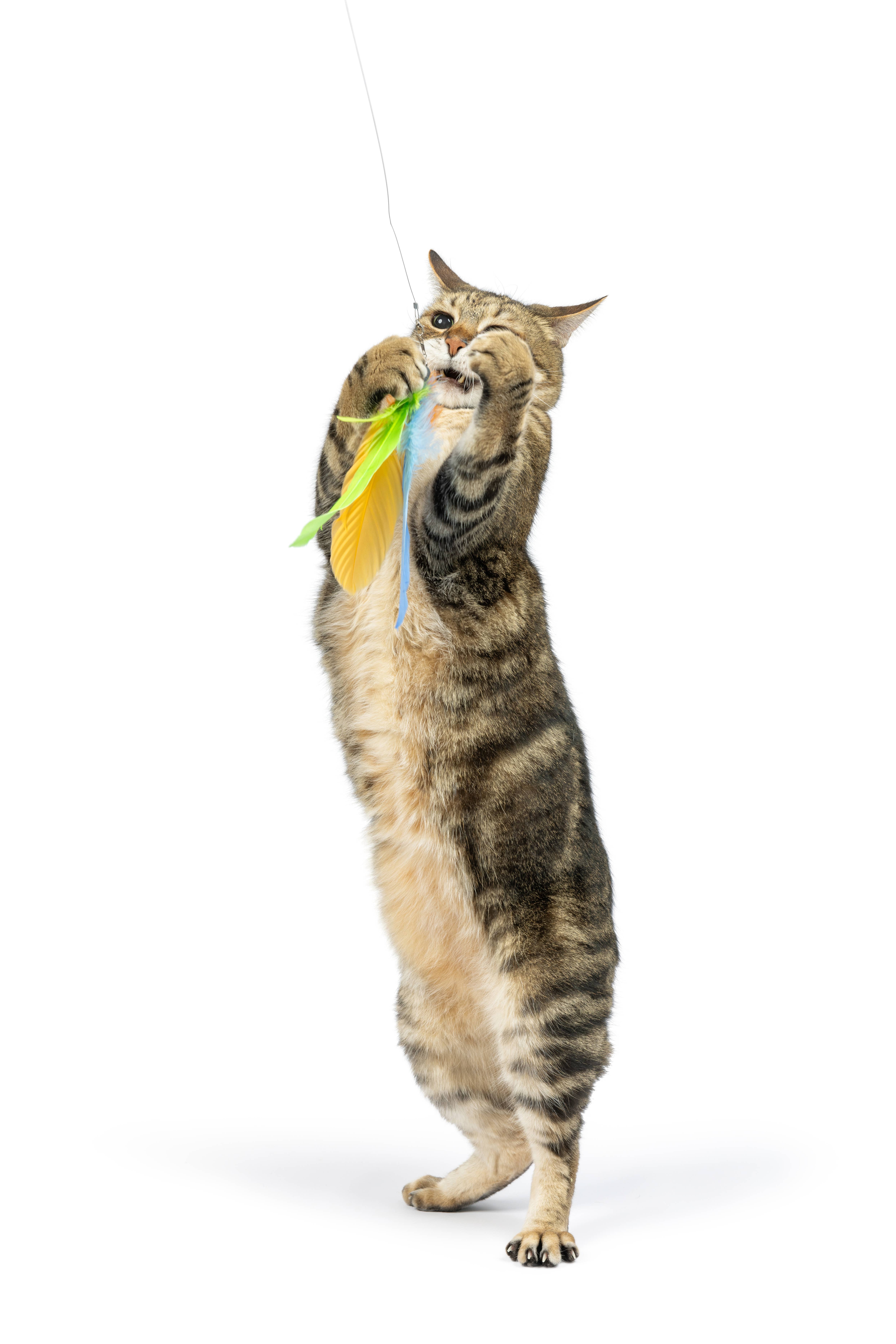 Huxley & Kent - Wholesale Pet Toy - Cat - Teaser Sour Scratch Wand Cat Toy2