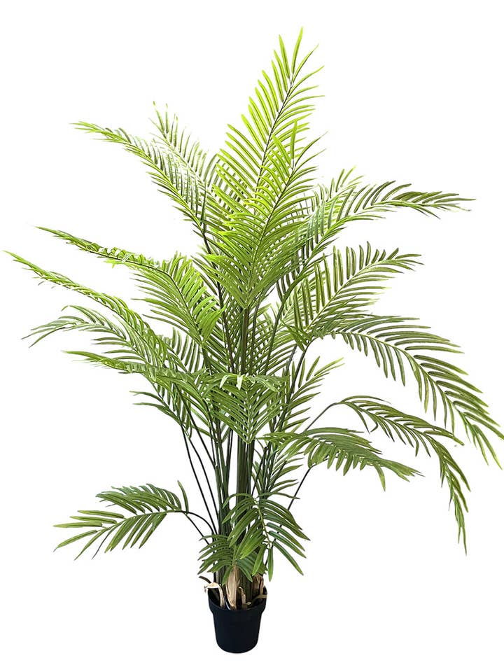 PALMEIRA X44, 977 HJ. 200 cm por atacado de Aguilar Málaga