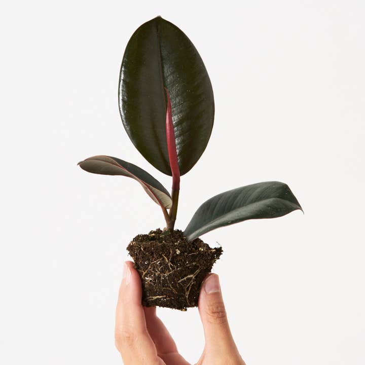 Ficus Elástica Robusta para venta al por mayor de Miniplanta