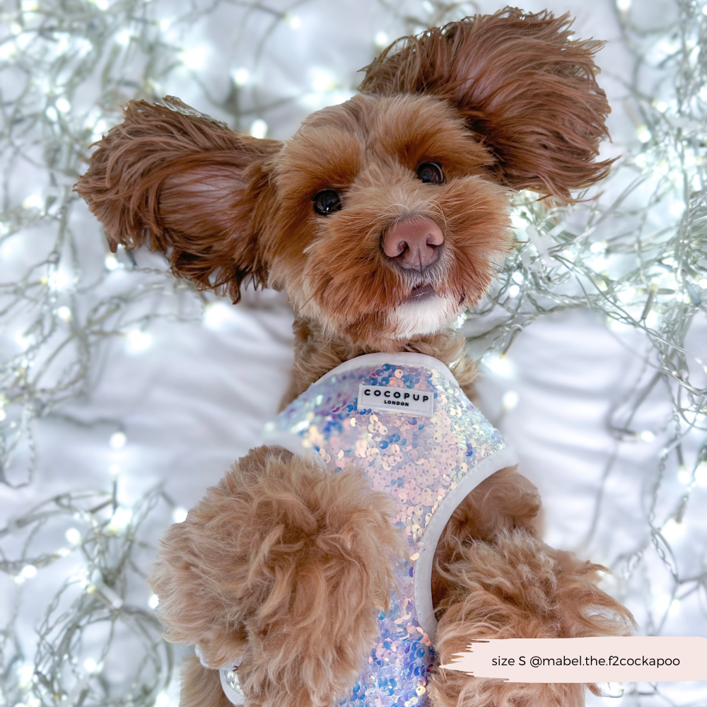 Cocopup London - Vendita all'ingrosso Pettorina - Cani - Imbracatura LUXE Party con Paillettes Olografiche7
