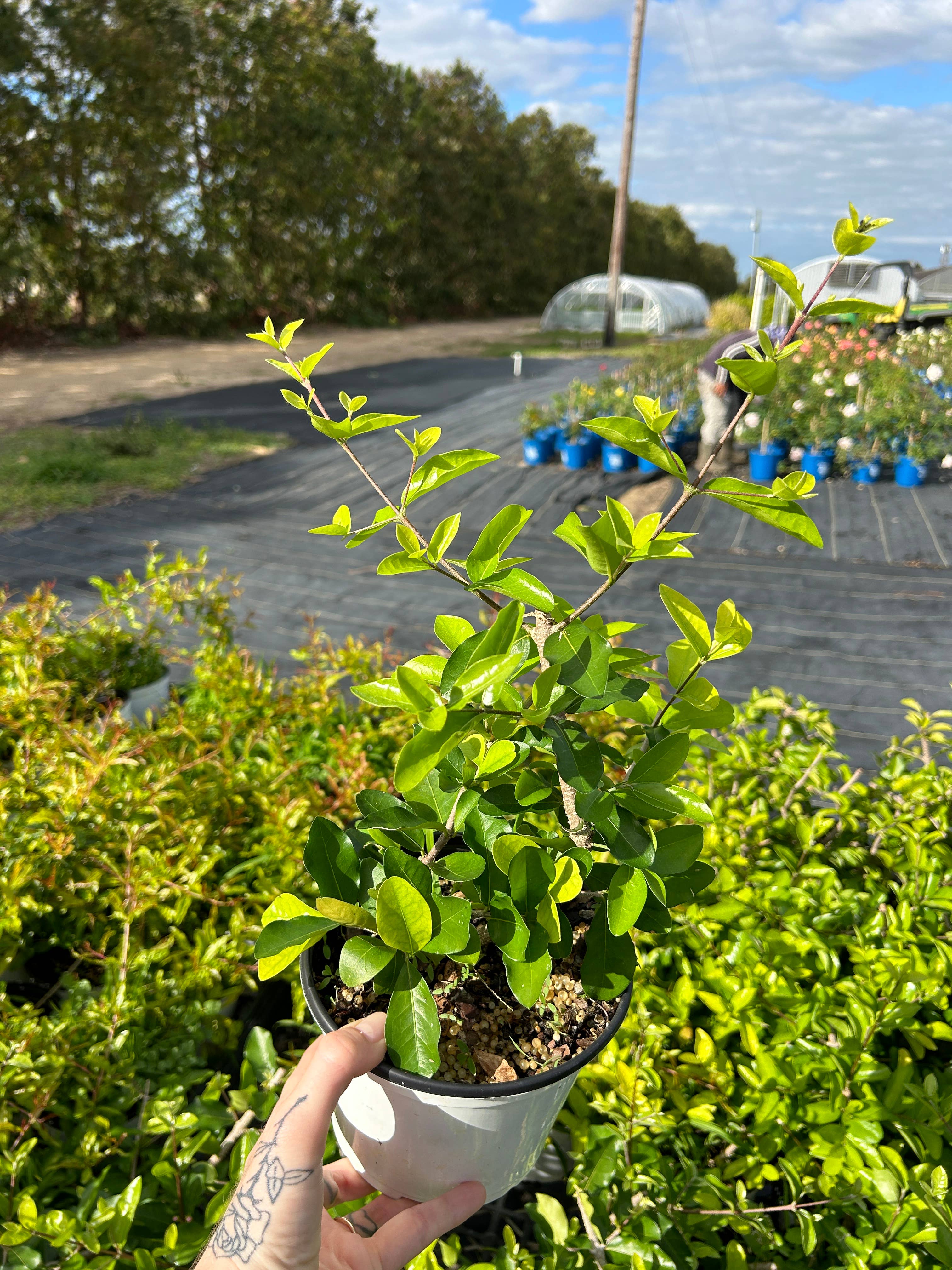 O F Nelson’s - Wholesale Live Plant - 6" 'Barbados Cherry' (Malpighia emarginata)2