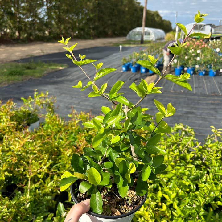O F Nelson’s - Wholesale Live Plant - 6" 'Barbados Cherry' (Malpighia emarginata)2