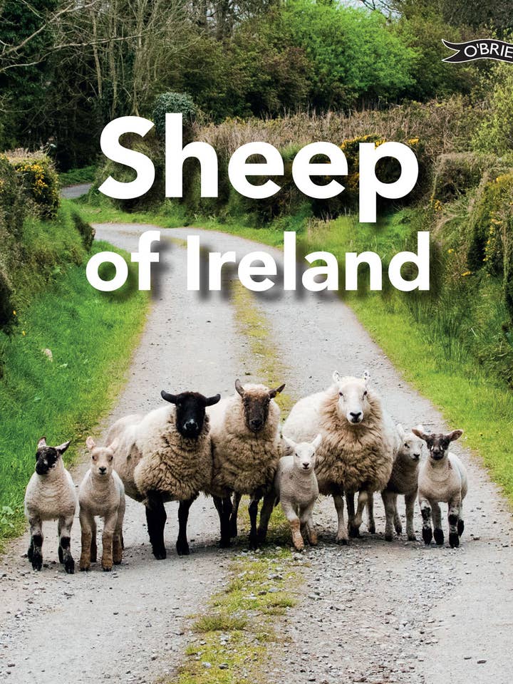 Moutons d'Irlande pour la vente par Casemate IPM