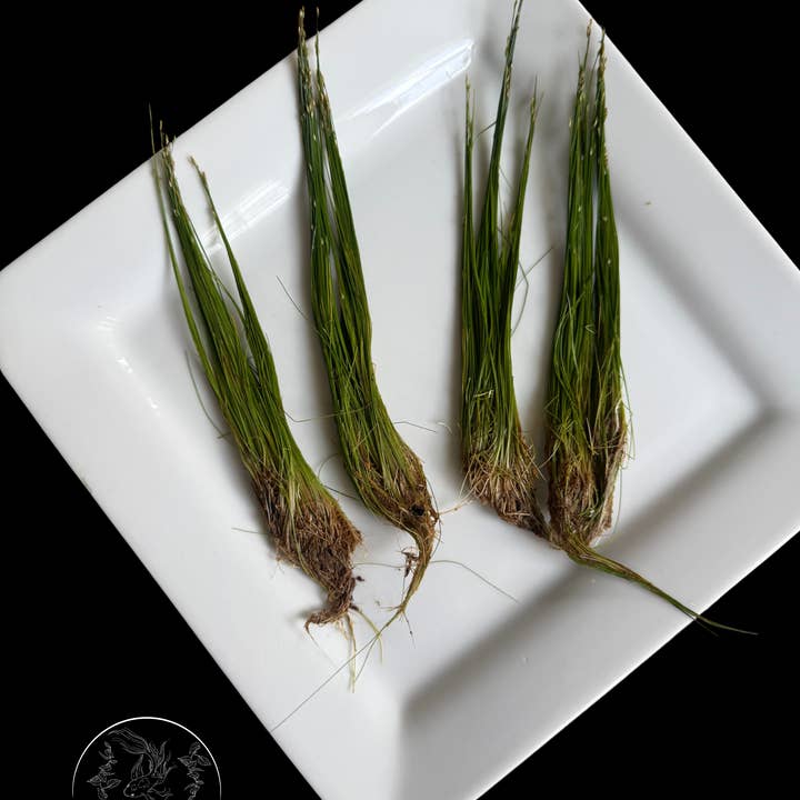 Zwerg-Haarnixe - Bündel für den Großhandel von The Planted Tank