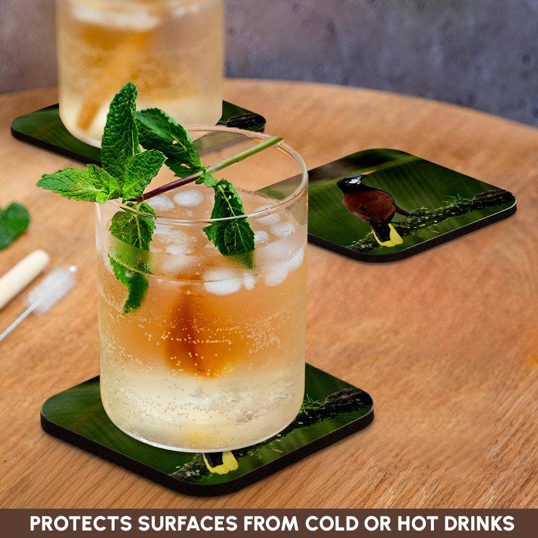 3dRose - Wholesale Coasters - 3dRose, Montezuma oropendola, Costa Rica, Central America, Coaster9